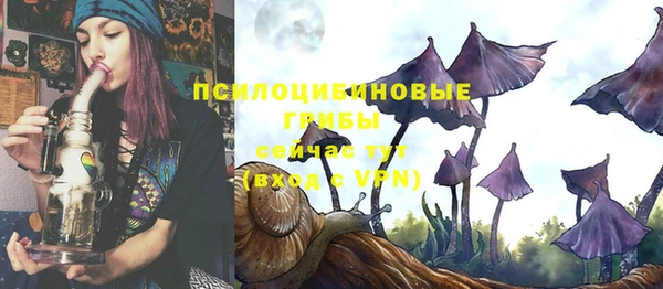 индика Няндома